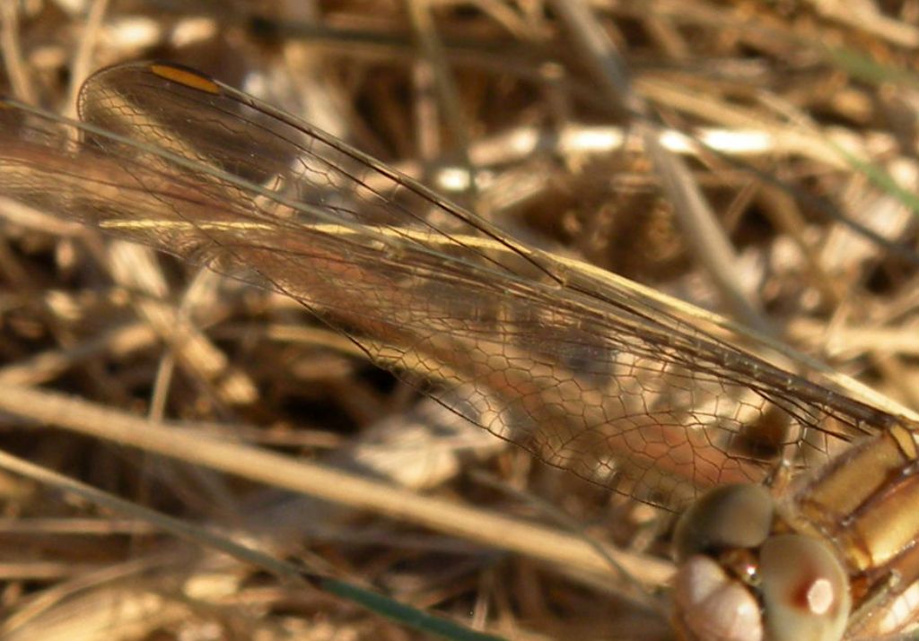 Bronzo olimpico: Orthetrum bronzeum... oops, brunneum!